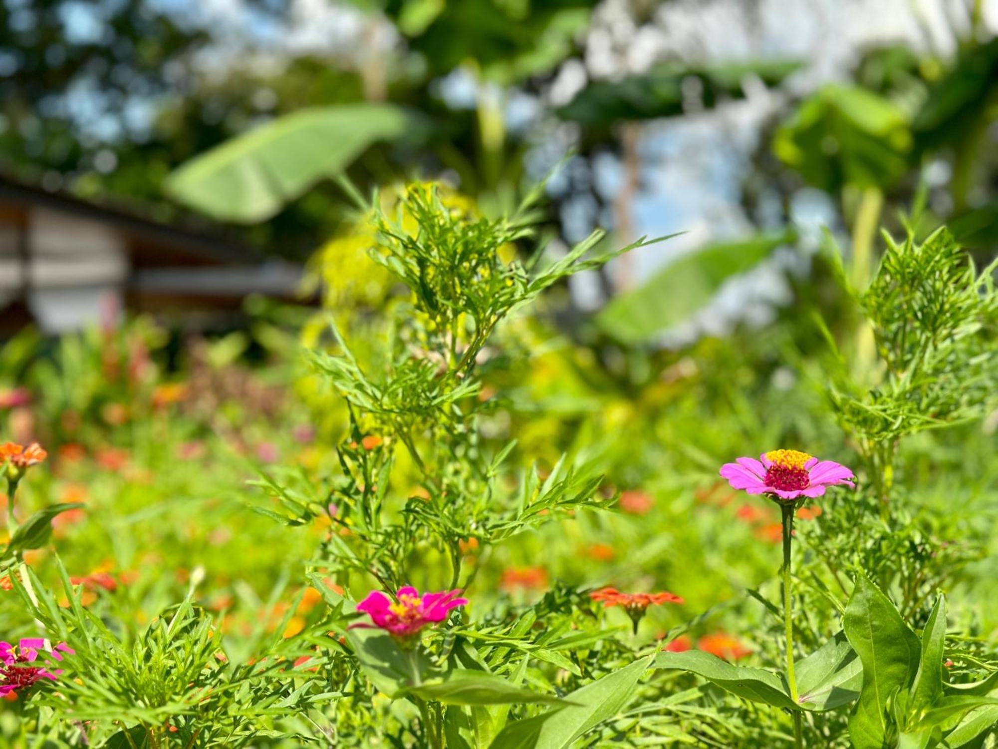 Almendros Eco-Villas La Fortuna Exteriér fotografie